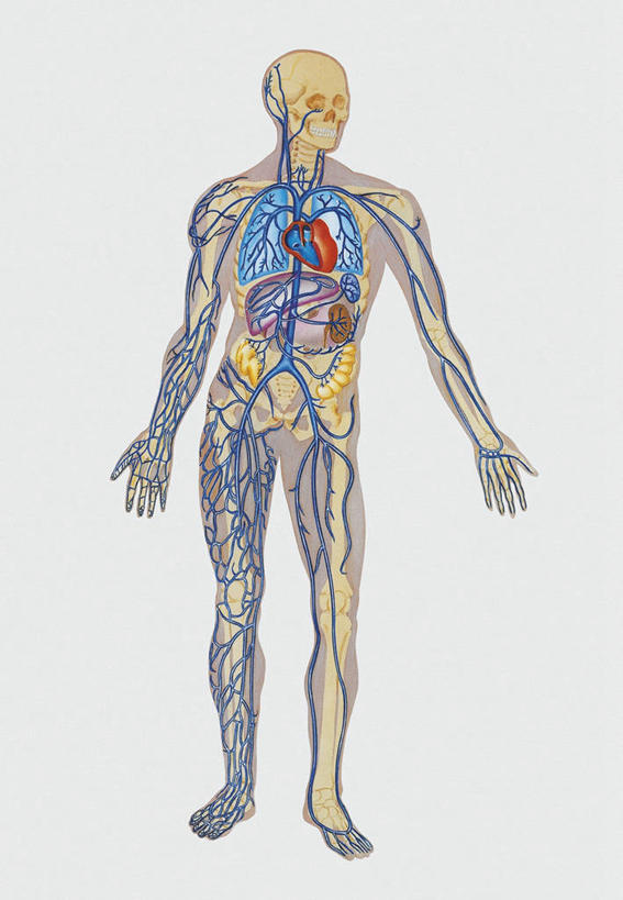 血管,无人,站,竖图,插画,白色背景,数码,科技,阴影,科学,网络,高光,几何,计算机图形,合成,图画,画,蓝色,白色,人体,电脑合成图,数码合成图,生物学,心血管系统,合成图,漫画,写实,具体,具象,人体结构,彩图,神经系统