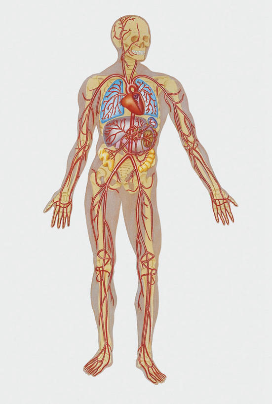 动脉,无人,站,竖图,插画,白色背景,数码,科技,阴影,科学,网络,高光,几何,计算机图形,合成,图画,画,红色,白色,人体,电脑合成图,数码合成图,生物学,心血管系统,合成图,漫画,写实,具体,具象,人体结构,彩图