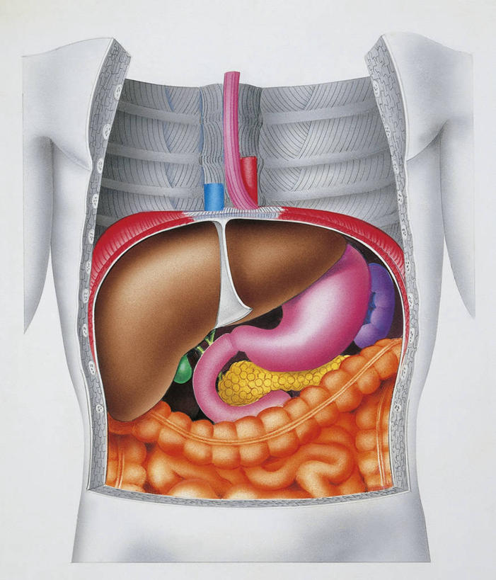 肝脏,无人,竖图,插画,正面,数码,科技,阴影,科学,网络,高光,几何,计算机图形,合成,图画,画,躯干,人体,电脑合成图,数码合成图,生物学,合成图,漫画,写实,具体,具象,肠道,消化道,吸收,消化管,人体结构,消化,排泄,摄取,彩图,消化腺,转运,消化系统
