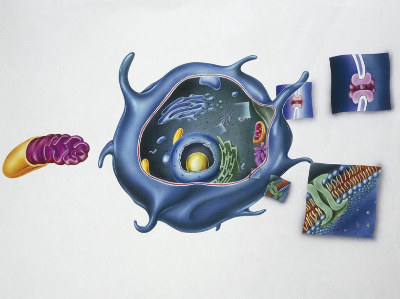 无人,横图,插画,白色背景,数码,科技,阴影,科学,网络,细胞核,细胞,高光,几何,计算机图形,合成,图画,画,白色,人体,摄影,电脑合成图,数码合成图,细胞器,生物学,合成图,漫画,生理学,写实,具体,具象,线粒体,人体结构,彩图,高尔基体,神经系统