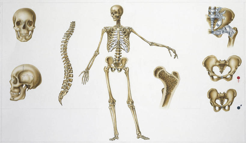 颅骨,骨骼,骨盆,无人,横图,插画,白色背景,数码,科技,阴影,科学,网络,人头骨,骨头,高光,几何,计算机图形,合成,图画,画,白色,躯干,人体,摄影,电脑合成图,数码合成图,骨架,生物学,合成图,漫画,生理学,写实,具体,具象,人体结构,脊柱,彩图