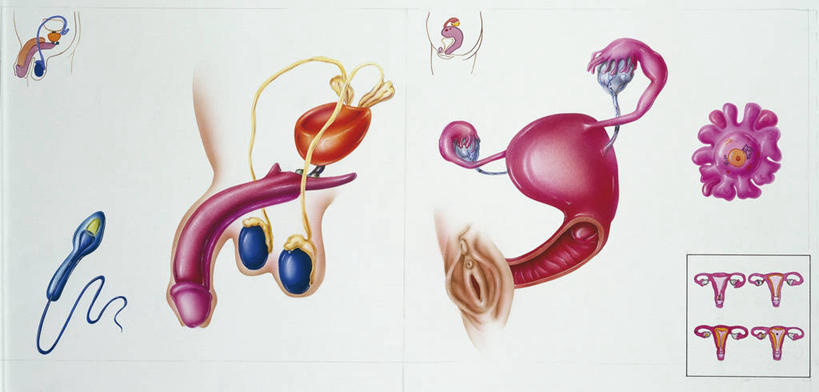 阴茎,睾丸,阴囊,卵巢,阴道,无人,医生,横图,全景,插画,白色背景,数码,科技,阴影,科学,网络,高光,几何,计算机图形,合成,图画,画,白色,精子,人体,摄影,繁衍,电脑合成图,数码合成图,生物学,人体器官,器官,合成图,繁殖,横截面,漫画,生理学,写实,具体,具象,卵,人体结构,彩图,生殖器,男性生殖系统,生殖器官,受精卵