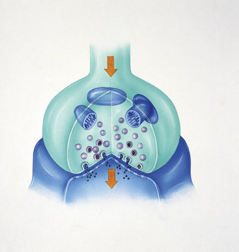 无人,竖图,方图,插画,白色背景,通讯,数码,科技,阴影,科学,网络,细胞,高光,几何,计算机图形,合成,图画,画,白色,人体,电脑合成图,数码合成图,生物学,合成图,漫画,神经元,生理学,写实,具体,具象,突触,神经传导,人体结构,彩图,神经系统