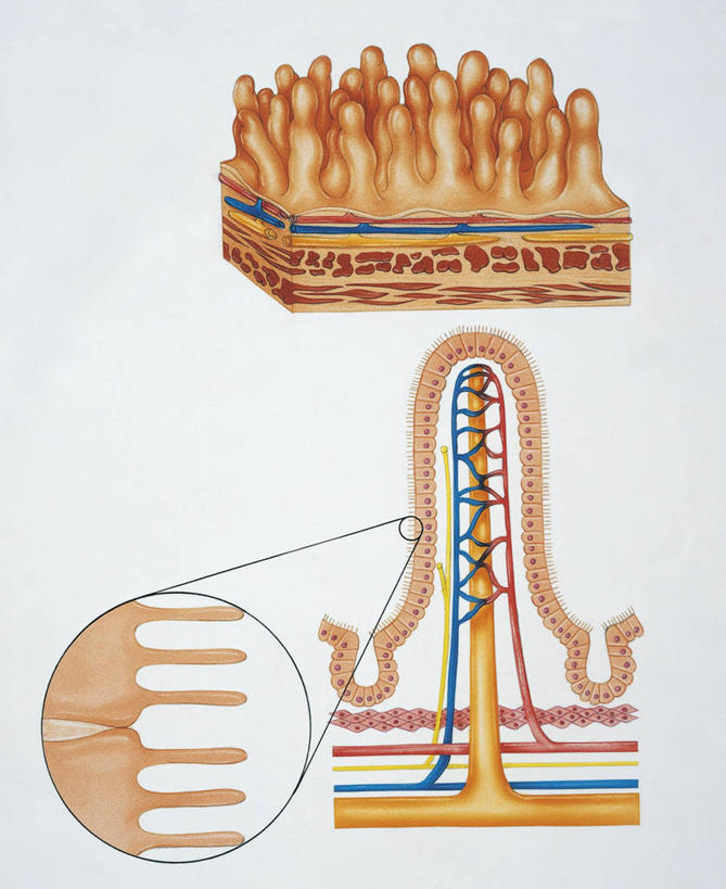 无人,竖图,插画,白色背景,数码,科技,阴影,科学,网络,高光,几何,计算机图形,合成,图画,画,白色,人体,电脑合成图,数码合成图,细胞器,生物学,合成图,漫画,生理学,写实,具体,具象,微绒毛,人体结构,彩图