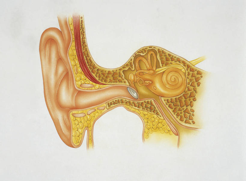 耳朵,无人,横图,插画,白色背景,数码,科技,阴影,科学,网络,高光,几何,计算机图形,合成,图画,画,白色,人体,电脑合成图,数码合成图,生物学,合成图,横截面,漫画,耳廓,耳蜗,生理学,写实,具体,具象,内耳,内听道,人体结构,耳,耳部,彩图,受体,神经系统,感知