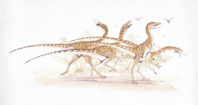 无人,跑,吃,横图,插画,白色背景,侧面,数码,科技,野生动物,阴影,网络,昆虫,高光,几何,计算机图形,合成,图画,历史,飞,画,白色,动物,伸手,恐龙,电脑合成图,数码合成图,接,敏捷,合成图,节肢动物,漫画,远古,写实,具体,具象,三叠纪,古代史,地质学,史前时代,彩图,年代,地质年代,地质时代,时代,显生宙,中生代,过去,古生物学