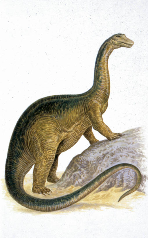 无人,站,竖图,插画,白色背景,侧面,数码,科技,野生动物,阴影,网络,高光,几何,计算机图形,合成,图画,历史,画,白色,动物,恐龙,电脑合成图,数码合成图,合成图,漫画,写实,具体,具象,迷惑龙,侏罗纪,古代史,地质学,史前时代,岩石,彩图,中生代,过去,古生物学