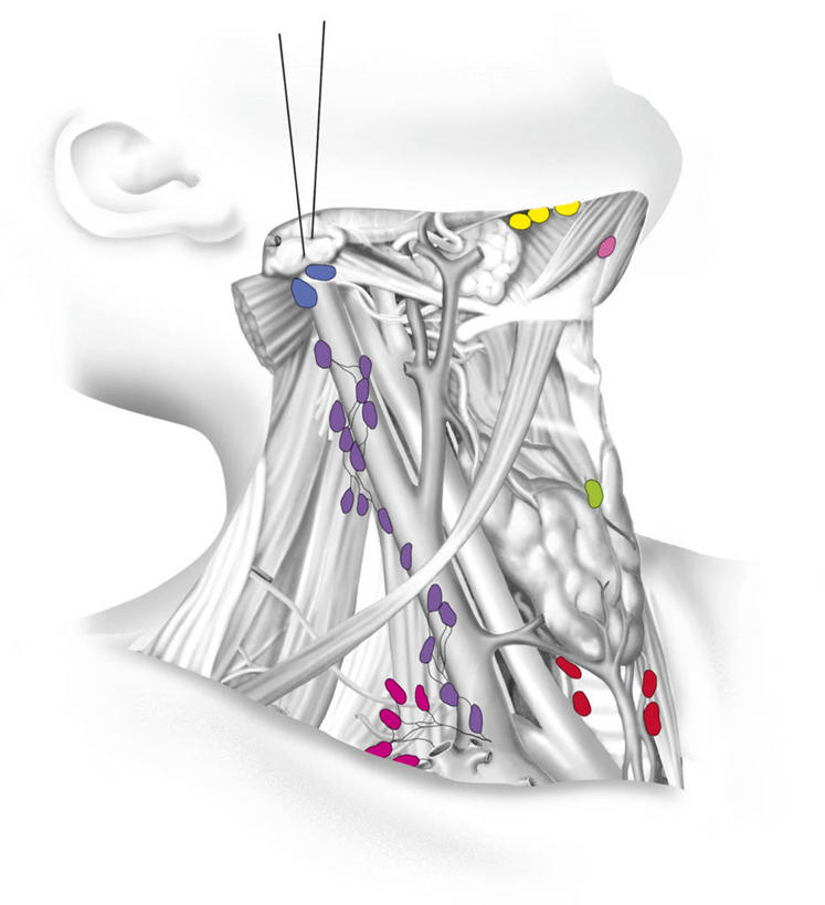 脖子,无人,竖图,插画,白色背景,数码,科技,阴影,科学,网络,高光,几何,计算机图形,合成,图画,画,白色,人体,摄影,电脑合成图,数码合成图,生物学,合成图,横截面,漫画,生理学,写实,具体,具象,淋巴结,淋巴系统,淋巴管,人体结构,彩图