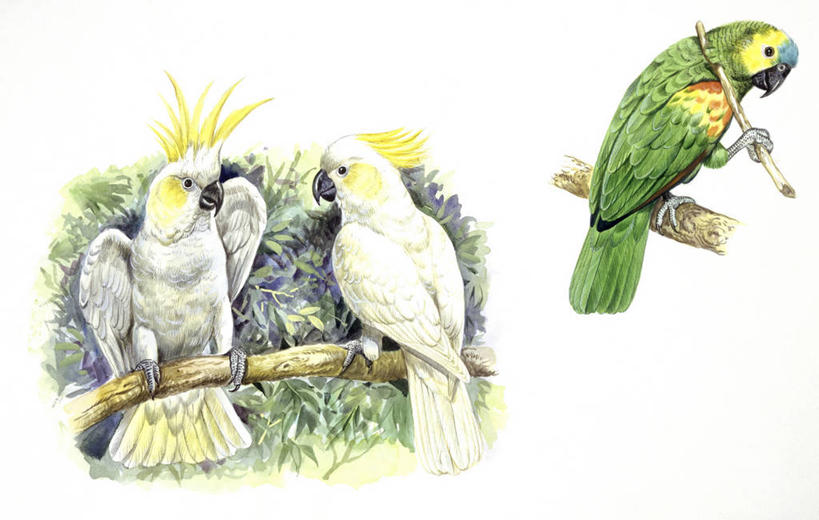 无人,横图,插画,白色背景,节能,数码,科技,鸟,野生动物,鹦鹉,三只,阴影,科学,网络,鸟类,枝,高光,几何,计算机图形,合成,图画,拿着,画,白色,自然,动物,抓,可爱,栖息,活泼,环境,电脑合成图,数码合成图,生物学,合成图,漫画,写实,具体,具象,观赏鸟,热带鸟,凤头鹦鹉,亚马孙鹦鹉,亚马逊鹦鹉,嫩枝,美冠鹦鹉,鹦哥,彩图,动物学