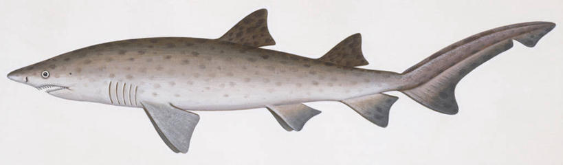 无人,横图,全景,插画,白色背景,侧面,数码,科技,鲨鱼,阴影,科学,网络,鱼,高光,几何,计算机图形,合成,图画,鱼类,海洋生物,画,白色,自然,动物,环境,电脑合成图,数码合成图,生物学,鳍,合成图,水生动物,水生物,凶猛,漫画,海底动物,写实,具体,具象,虎鲨,背鳍,护士鲨,铰口鲨,残暴,凶残,沙鱼,鲛鲨,彩图,鲛,动物学,软骨鱼纲