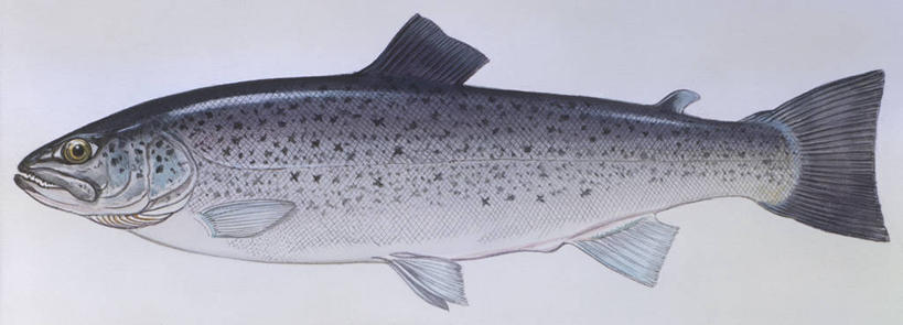 无人,横图,全景,插画,室内,白色背景,侧面,数码,科技,海洋,水,野生动物,鳟鱼,阴影,科学,网络,鱼,高光,几何,计算机图形,合成,图画,水产,鱼类,画,白色,自然,动物,淡水鱼,环境,电脑合成图,数码合成图,生物学,合成图,水生动物,水生物,漫画,写实,具体,具象,鮅,赤眼鱼,红目鳟,红眼棒,野草鱼,彩图,影棚拍摄,淡水生物,河鲜,动物学,淡水