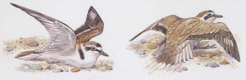 无人,横图,全景,插画,室外,白色背景,数码,科技,野生动物,阴影,科学,网络,高光,几何,计算机图形,合成,图画,画,白色,自然,动物,两只,环境,电脑合成图,数码合成图,生物学,合成图,漫画,写实,具体,具象,鸻,环颈鸻,彩图,动物学