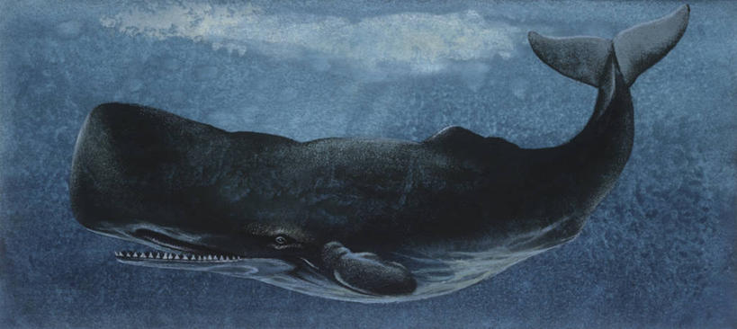 游泳,无人,横图,全景,插画,数码,科技,哺乳动物,野生动物,阴影,科学,网络,高光,几何,计算机图形,合成,图画,画,自然,动物,打开,鲸,环境,电脑合成图,数码合成图,生物学,开启,合成图,漫画,写实,具体,具象,抹香鲸,彩图,动物学