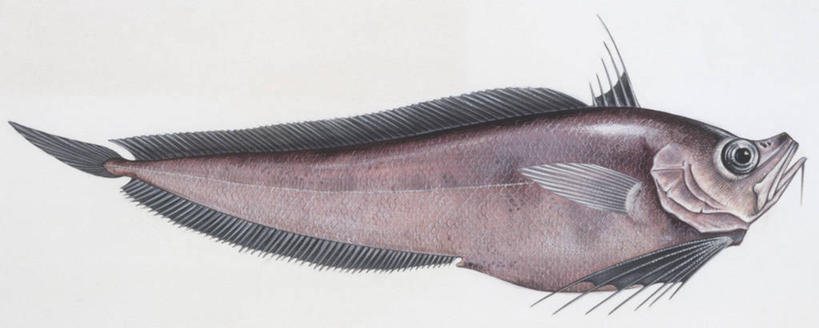 无人,横图,全景,插画,白色背景,侧面,数码,科技,阴影,科学,网络,高光,几何,计算机图形,合成,图画,鱼类,画,白色,自然,动物,环境,电脑合成图,数码合成图,生物学,鳍,合成图,漫画,写实,具体,具象,背鳍,彩图,动物学