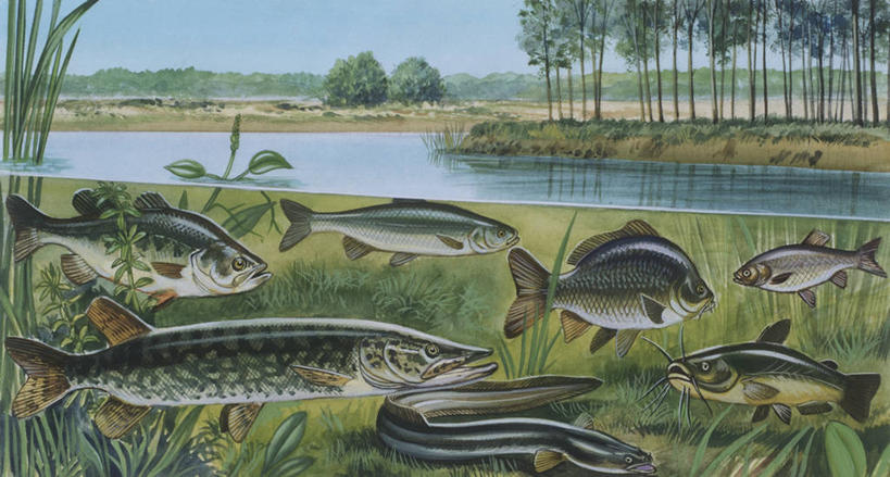 游泳,无人,横图,插画,室外,数码,科技,水下,海洋,水,野生动物,阴影,科学,网络,池塘,高光,几何,计算机图形,合成,图画,鱼类,画,自然,多样,淡水鱼,环境,电脑合成图,数码合成图,生物学,合成图,漫画,写实,具体,具象,海滩,彩图,动物学,淡水