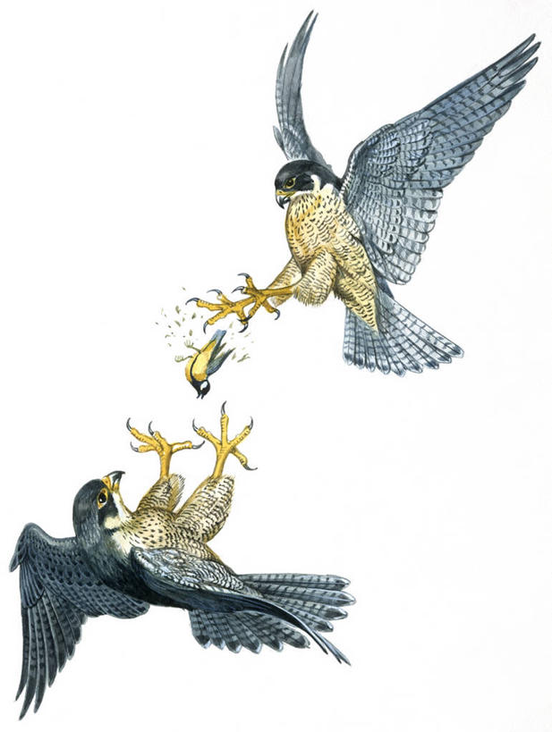 无人,竖图,插画,白色背景,数码,科技,野生动物,三只,阴影,科学,网络,鸟类,捕食,高光,几何,计算机图形,合成,图画,飞,画,白色,自然,环境,电脑合成图,数码合成图,生物学,合成图,漫画,猎鹰,写实,具体,具象,游隼,彩图,动物行为,动物学