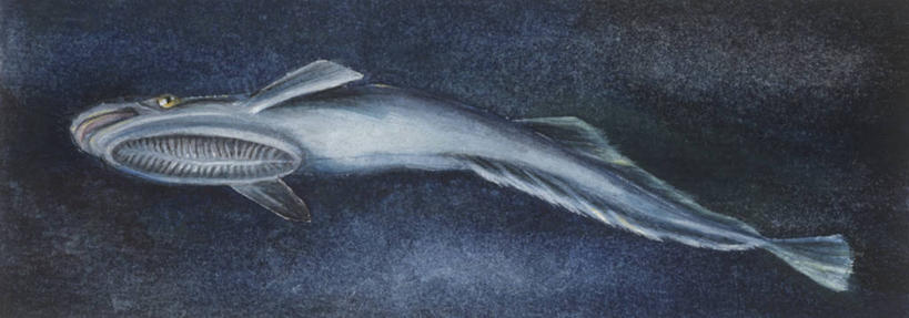 游泳,无人,横图,全景,插画,仰视,数码,科技,野生动物,阴影,科学,网络,高光,几何,计算机图形,合成,图画,画,自然,动物,环境,电脑合成图,数码合成图,生物学,鳍,合成图,咸水鱼,漫画,写实,具体,具象,印鱼,彩图,低角度拍摄,动物学