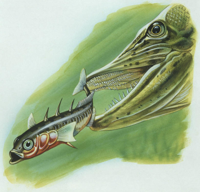 无人,吃,横图,方图,插画,特写,数码,科技,野生动物,追赶,阴影,科学,网络,捕食,高光,几何,计算机图形,合成,图画,画,自然,动物,两只,摄影,环境,电脑合成图,数码合成图,生物学,合成图,漫画,长矛,写实,具体,具象,危险,彩图,动物学