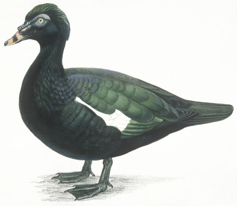 无人,横图,插画,白色背景,侧面,数码,科技,野生动物,阴影,科学,网络,鸟类,鸭子,高光,几何,计算机图形,合成,图画,画,白色,自然,动物,环境,电脑合成图,数码合成图,生物学,合成图,漫画,写实,具体,具象,美洲家鸭,彩图,动物学