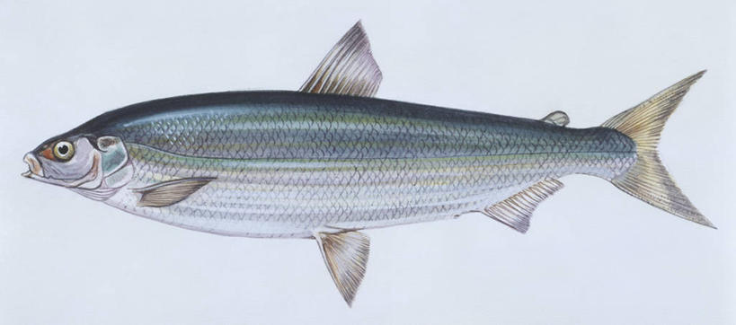 无人,横图,全景,插画,室内,白色背景,侧面,数码,科技,海洋,湖,水,野生动物,阴影,科学,网络,高光,几何,计算机图形,合成,图画,鱼类,画,白色,自然,动物,淡水鱼,环境,电脑合成图,数码合成图,生物学,合成图,漫画,写实,具体,具象,彩图,影棚拍摄,动物学,淡水