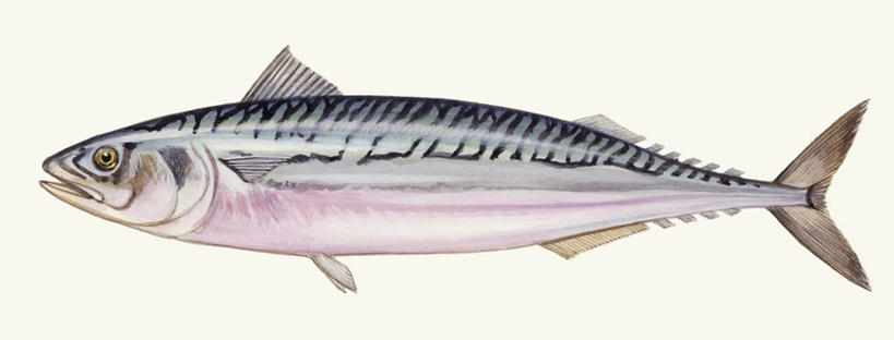 无人,横图,全景,插画,白色背景,侧面,数码,科技,野生动物,阴影,科学,网络,高光,几何,计算机图形,合成,鲭鱼,图画,画,白色,自然,动物,环境,电脑合成图,数码合成图,生物学,合成图,咸水鱼,漫画,写实,具体,具象,彩图,动物学