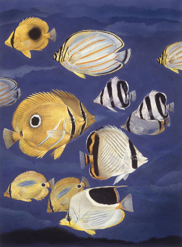 无人,竖图,插画,侧面,数码,科技,水下,热带鱼,阴影,科学,网络,鱼,高光,几何,计算机图形,合成,图画,鱼类,画,自然,多样,鲈鱼,环境,电脑合成图,数码合成图,生物学,合成图,蝴蝶鱼,漫画,写实,具体,具象,花鲈,鲈板,鲈子鱼,彩图,动物学