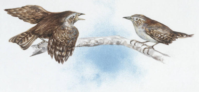 无人,横图,全景,插画,室外,白色背景,数码,科技,野生动物,阴影,科学,网络,鸟类,枝,高光,几何,计算机图形,合成,图画,画,白色,自然,动物,两只,栖息,环境,电脑合成图,数码合成图,生物学,合成图,漫画,写实,具体,具象,鹪鹩,彩图,动物学