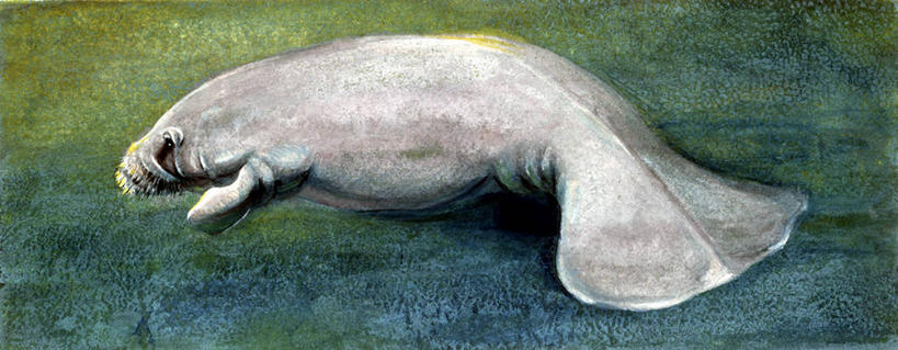 游泳,无人,横图,全景,插画,数码,科技,哺乳动物,海牛,野生动物,阴影,科学,网络,尾巴,高光,几何,计算机图形,合成,图画,画,自然,动物,环境,电脑合成图,数码合成图,生物学,合成图,物种,漫画,写实,具体,具象,濒危物种,彩图,动物学,极危物种