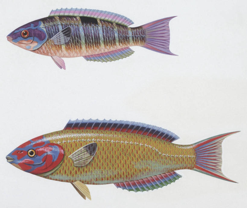 无人,横图,插画,白色背景,侧面,数码,科技,热带鱼,阴影,科学,网络,鱼,一对,高光,几何,计算机图形,合成,图画,鱼类,画,排列,白色,自然,动物,两只,鲈鱼,环境,电脑合成图,数码合成图,生物学,鳍,合成图,反差,漫画,写实,具体,具象,背鳍,花鲈,鲈板,鲈子鱼,濑鱼,彩图,动物学