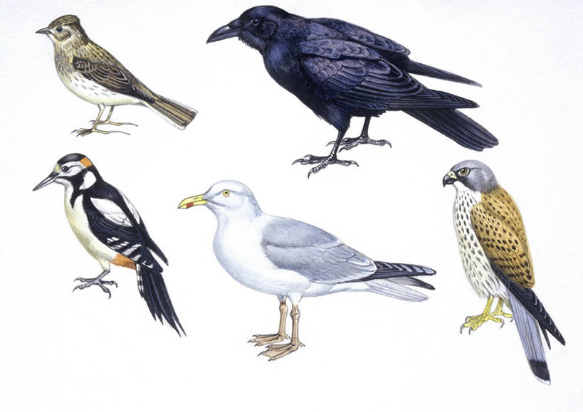 无人,横图,插画,白色背景,侧面,数码,科技,海鸥,鸟,野生动物,啄木鸟,阴影,科学,网络,鸟类,高光,几何,计算机图形,合成,图画,画,白色,自然,多样,乌鸦,环境,电脑合成图,数码合成图,生物学,合成图,漫画,猎鹰,黑脊鸥,写实,具体,具象,白花啄木鸟,臭奔得儿木,大斑啄木鸟,叼木冠,红隼,花奔得儿木,花啄木,啄木冠,森林医生,彩图,益鸟,动物学