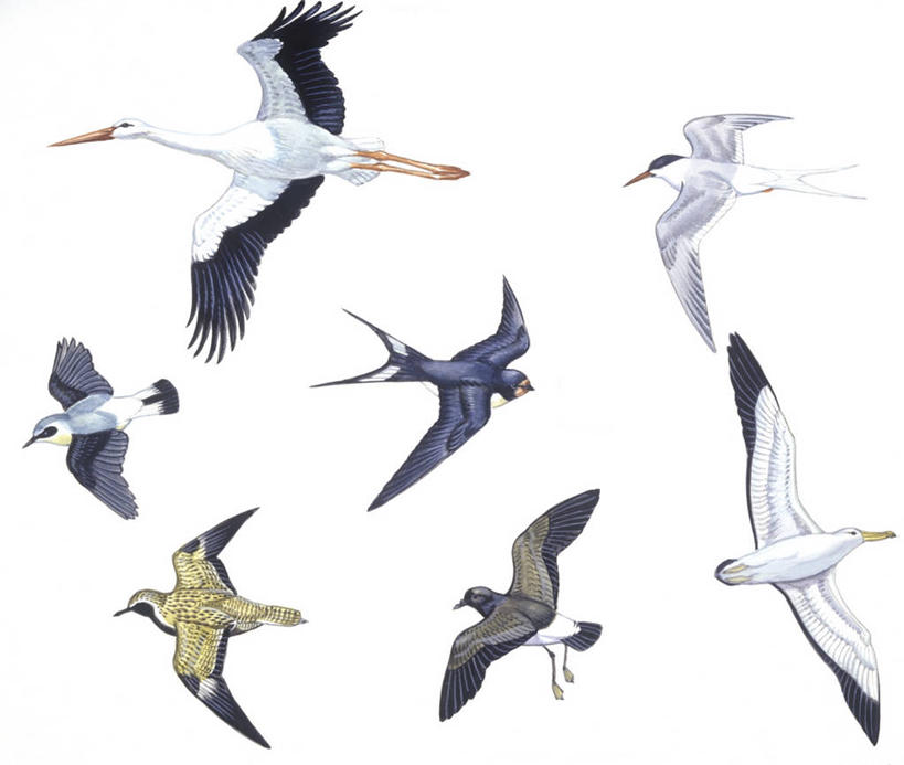 无人,横图,插画,室内,白色背景,侧面,数码,科技,鸟,野生动物,信天翁,燕子,阴影,科学,网络,鸟类,高光,几何,计算机图形,合成,图画,飞,画,白色,自然,多样,环境,电脑合成图,数码合成图,生物学,鹳,合成图,白鹳,漫画,写实,具体,具象,家燕,漂泊信天翁,海燕,彩图,影棚拍摄,动物学
