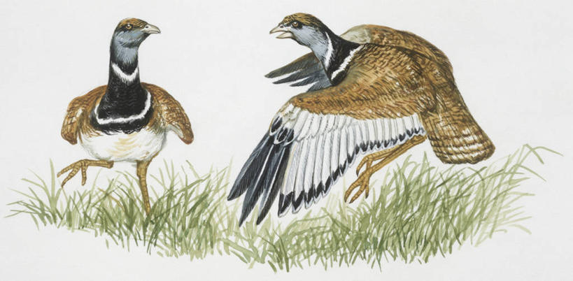 无人,横图,全景,插画,白色背景,数码,科技,野生动物,阴影,科学,网络,鸟类,高光,几何,计算机图形,合成,图画,飞,画,草,白色,自然,动物,两只,环境,电脑合成图,数码合成图,生物学,合成图,漫画,写实,具体,具象,黑水鸡,彩图,动物学