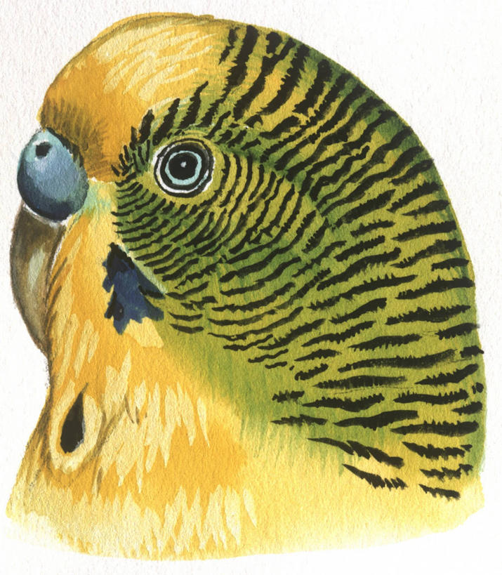 无人,竖图,插画,特写,白色背景,侧面,数码,科技,野生动物,鹦鹉,阴影,科学,网络,高光,几何,计算机图形,合成,图画,画,白色,自然,动物,环境,电脑合成图,数码合成图,生物学,合成图,漫画,写实,具体,具象,热带鸟,长尾鹦鹉,虎皮鹦鹉,彩图,动物学
