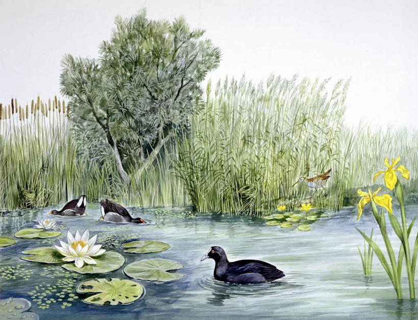 游泳,无人,横图,插画,室外,白天,数码,科技,湖,芦苇,野生动物,四只,阴影,科学,网络,鸟类,池塘,高光,几何,计算机图形,合成,图画,画,自然,动物,环境,电脑合成图,数码合成图,生物学,合成图,漫画,写实,具体,具象,黑水鸡,彩图,动物学