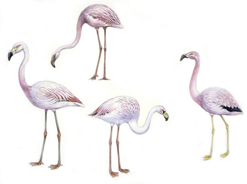 无人,横图,插画,室内,白色背景,侧面,数码,科技,野生动物,四只,阴影,科学,网络,火烈鸟,高光,几何,计算机图形,合成,图画,画,白色,自然,环境,电脑合成图,数码合成图,生物学,合成图,漫画,写实,具体,具象,安第斯红鹳,智利火烈鸟,彩图,影棚拍摄,小火烈鸟,动物学