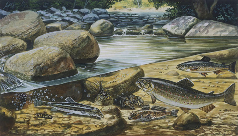 游泳,无人,横图,插画,室外,数码,科技,水下,海洋,森林,水,野生动物,阴影,科学,网络,螃蟹,流水,高光,几何,计算机图形,合成,图画,鱼类,画,小溪,自然,多样,淡水鱼,环境,电脑合成图,数码合成图,生物学,合成图,漫画,写实,具体,具象,岩石,彩图,动物学,淡水