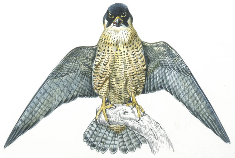 无人,横图,插画,白色背景,正面,数码,科技,野生动物,阴影,科学,网络,翅膀,鸟类,捕食,高光,几何,计算机图形,合成,图画,画,白色,自然,动物,栖息,环境,电脑合成图,数码合成图,生物学,合成图,漫画,猎鹰,写实,具体,具象,游隼,彩图,动物行为,动物学