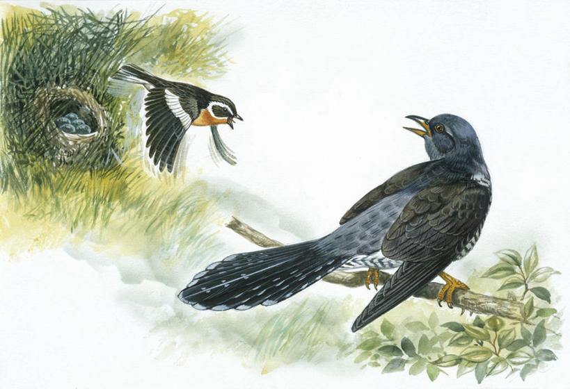 无人,横图,插画,室外,白天,风险,数码,科技,野生动物,阴影,科学,网络,鸟类,鸟巢,高光,几何,计算机图形,合成,图画,画,自然,动物,两只,保护,环境,电脑合成图,数码合成图,生物学,威胁,合成图,防守,进攻,漫画,写实,具体,具象,体育活动,危险,彩图,动物行为,动物学