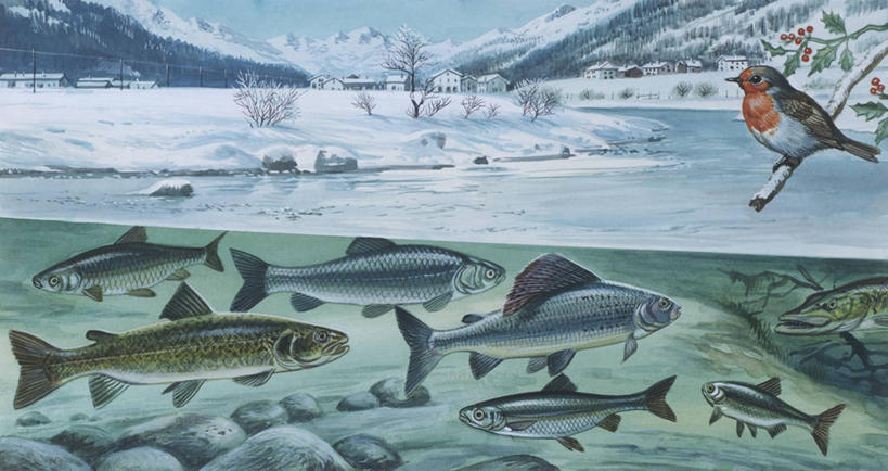 游泳,无人,横图,插画,室外,数码,科技,水下,海洋,山,水,雪,野生动物,阴影,科学,网络,鸟类,流水,冬天,城镇,高光,几何,计算机图形,合成,图画,鱼类,画,小溪,自然,淡水鱼,环境,电脑合成图,数码合成图,生物学,合成图,漫画,写实,具体,具象,彩图,动物学,淡水