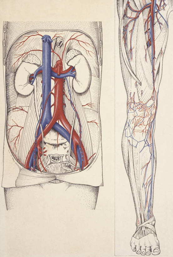 动脉,血管,腿,无人,竖图,插画,数码,科技,阴影,网络,高光,几何,计算机图形,合成,图画,画,人体,摄影,电脑合成图,数码合成图,生物学,心血管系统,合成图,漫画,写实,具体,具象,四肢,人体结构,彩图