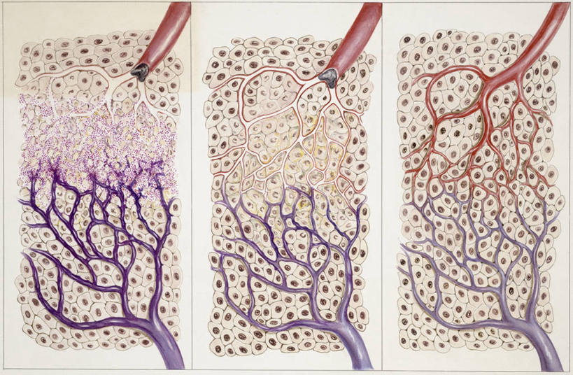 无人,医生,横图,插画,数码,科技,阴影,时间,科学,网络,医学,线条,高光,几何,计算机图形,合成,图画,画,多样,电脑合成图,数码合成图,医疗,疾病,科学技术,合成图,漫画,波动,写实,具体,具象,心血管病,心血管疾病,心脏病,循环系统疾病,彩图,脉搏波,阶段