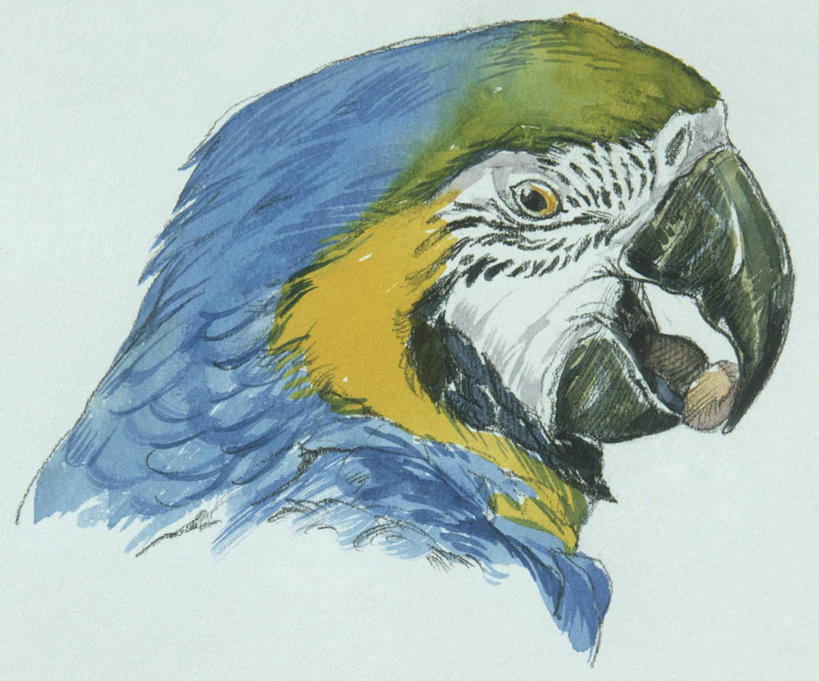 无人,横图,插画,特写,白色背景,侧面,数码,科技,野生动物,鹦鹉,阴影,科学,网络,鸟类,高光,几何,计算机图形,合成,图画,画,白色,自然,动物,环境,电脑合成图,数码合成图,生物学,金刚鹦鹉,合成图,漫画,写实,具体,具象,热带鸟,蓝黄金刚鹦鹉,彩图,动物学