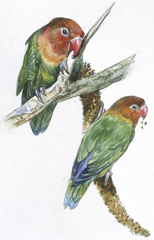 无人,竖图,插画,白色背景,数码,科技,野生动物,鹦鹉,阴影,科学,网络,鸟类,枝,高光,几何,计算机图形,合成,图画,画,白色,自然,动物,两只,栖息,环境,电脑合成图,数码合成图,生物学,合成图,漫画,写实,具体,具象,热带鸟,红牡丹鹦鹉,喂养,彩图,动物学