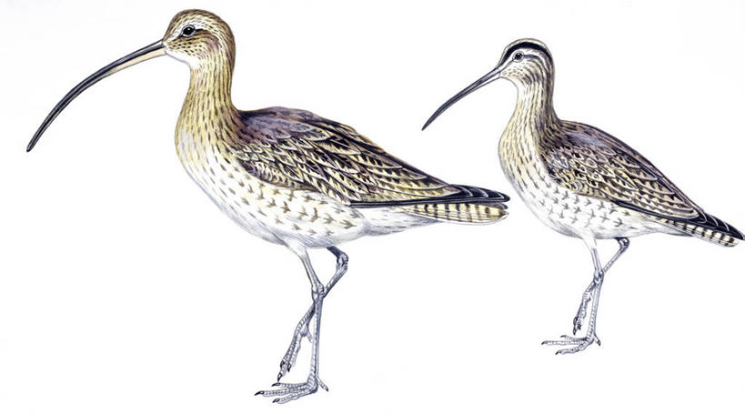 无人,横图,全景,插画,白色背景,侧面,数码,科技,野生动物,阴影,科学,网络,杓鹬,鸟类,高光,几何,计算机图形,合成,图画,画,白色,自然,动物,两只,环境,水禽,电脑合成图,数码合成图,生物学,合成图,漫画,写实,具体,具象,步行,彩图,动物学