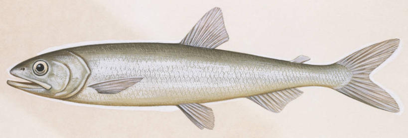 无人,横图,全景,插画,白色背景,侧面,数码,科技,阴影,科学,网络,高光,几何,计算机图形,合成,图画,鱼类,画,白色,自然,动物,环境,电脑合成图,数码合成图,生物学,鳍,合成图,动力设备,漫画,写实,具体,具象,背鳍,彩图,动物学