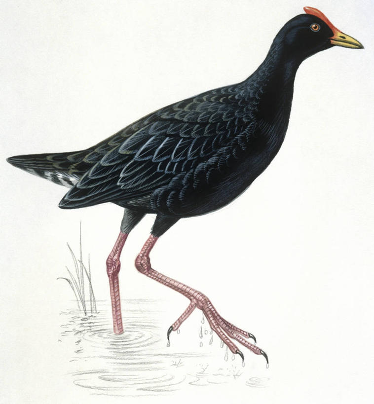 无人,竖图,插画,数码,科技,涉水,阴影,科学,网络,鸟类,高光,几何,计算机图形,合成,图画,画,动物,电脑合成图,数码合成图,沼泽,生物学,合成图,漫画,写实,具体,具象,潘塔纳尔湿地,黑水鸡,彩图,动物学