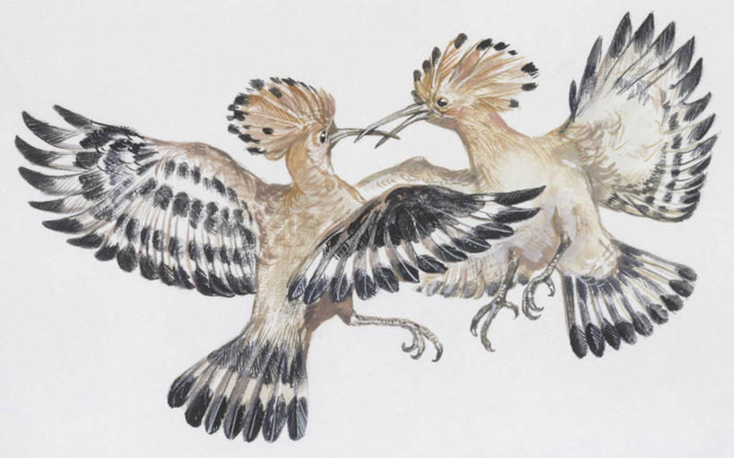 无人,横图,插画,白色背景,数码,科技,野生动物,对抗,咬,阴影,冲突,科学,网络,鸟类,高光,几何,计算机图形,合成,图画,飞,画,背面,白色,自然,动物,两只,环境,电脑合成图,数码合成图,咬着,生物学,合成图,漫画,喙,写实,具体,具象,戴胜鸟,彩图,伴侣,动物学