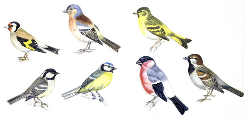 无人,横图,全景,插画,室内,白色背景,侧面,数码,科技,野生动物,阴影,科学,网络,麻雀,鸟类,高光,几何,计算机图形,合成,图画,画,白色,自然,环境,电脑合成图,数码合成图,生物学,合成图,漫画,金翅雀,写实,具体,具象,苍头燕雀,灰雀,彩图,影棚拍摄,家麻雀,动物学