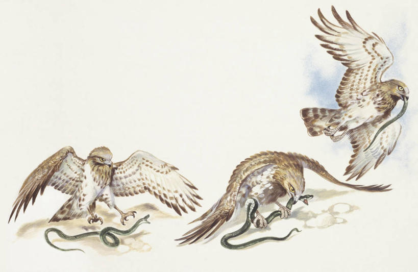 跳水,无人,横图,插画,室外,白色背景,数码,科技,野生动物,鹰,三只,阴影,科学,网络,蛇,捕食,高光,几何,计算机图形,合成,图画,飞,画,白色,自然,环境,电脑合成图,数码合成图,生物学,合成图,漫画,写实,具体,具象,彩图,动物学