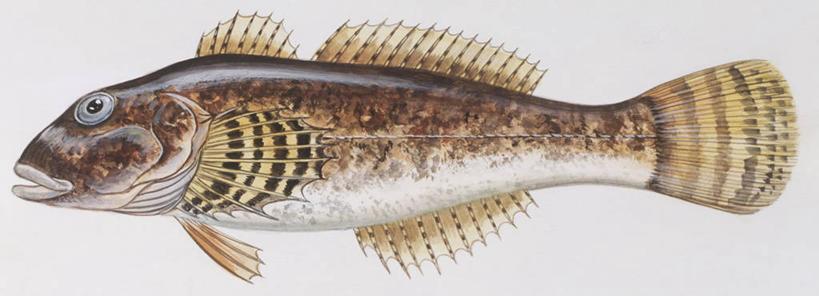 无人,横图,全景,插画,室内,白色背景,侧面,数码,科技,海洋,水,野生动物,阴影,科学,网络,高光,几何,计算机图形,合成,图画,鱼类,画,白色,自然,动物,淡水鱼,环境,电脑合成图,数码合成图,生物学,合成图,漫画,写实,具体,具象,彩图,影棚拍摄,动物学,淡水